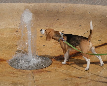 Animal detection AF was used to focus on the dog in the water fountain. 1/1600sec, f/5.6, ISO160, 55mm. Photo Joshua Waller