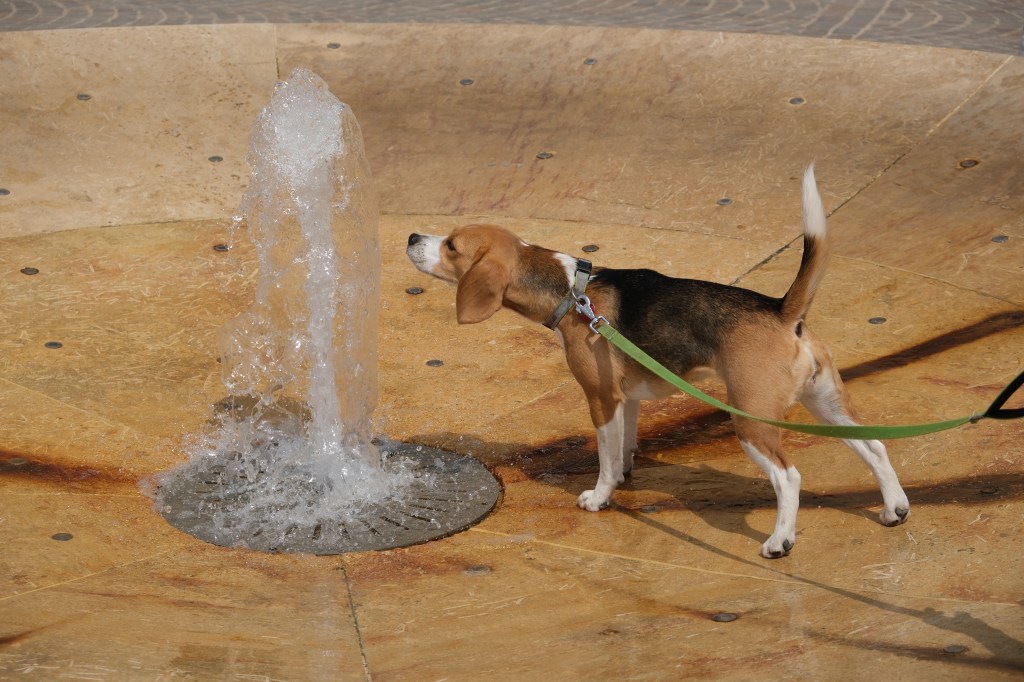 Animal detection AF was used to focus on the dog in the water fountain. 1/1600sec, f/5.6, ISO160, 55mm. Photo Joshua Waller