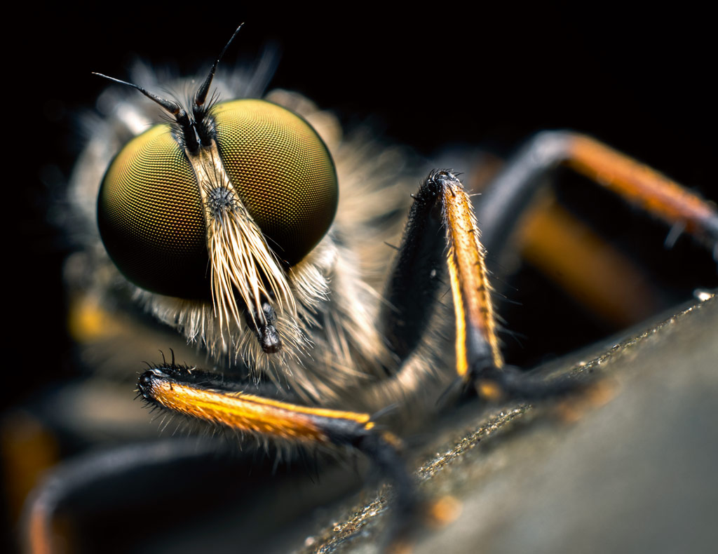 Fly photo with depth of field, how to get sharp photographs