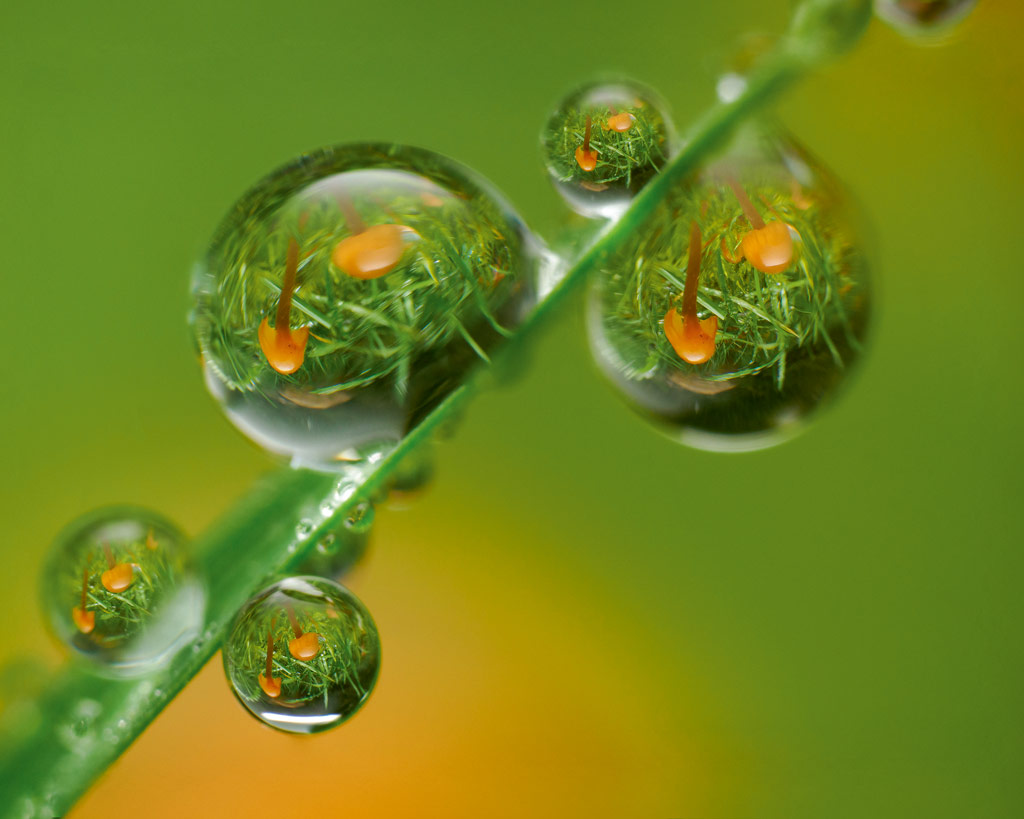 Dew with sharpness and blur, how to get sharp photographs