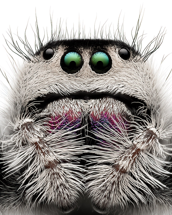 Portrait of Dottie Benjamin’s pet regal jumping spider apoy 2023 macro round winner