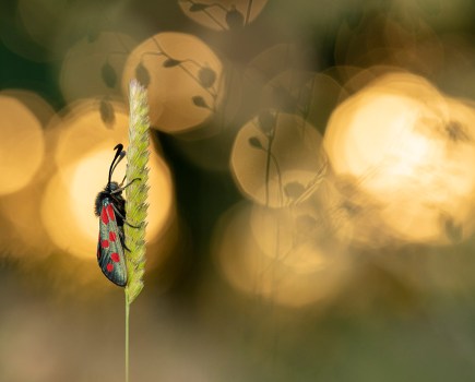 six-spot burnet moth with grass silhouettes macro photo