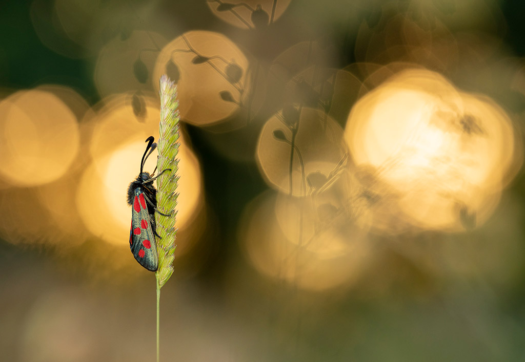 six-spot burnet moth with grass silhouettes