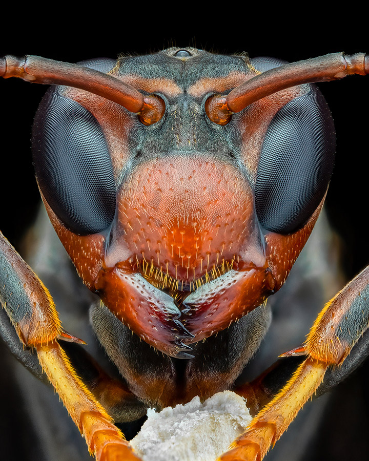 portrait of a metricus paper wasp,