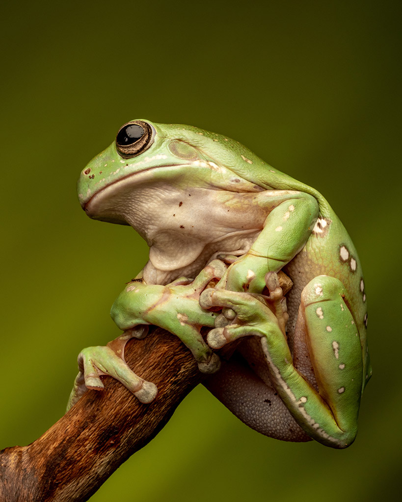 green tree frog holding on to a branch