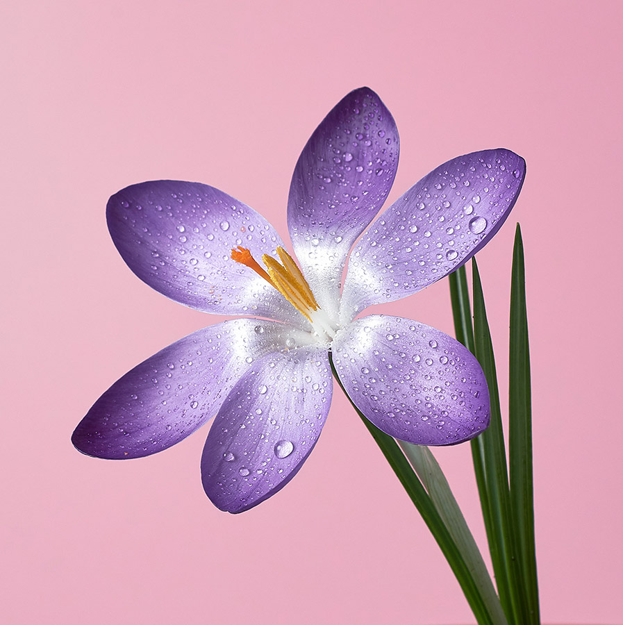 fully opened purple crocus