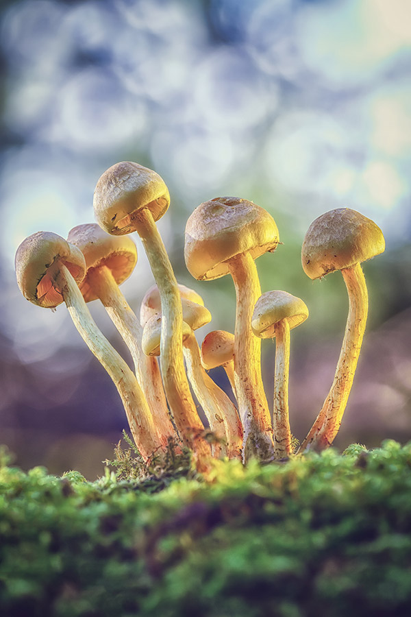 group of mushrooms growing out of a mossy log