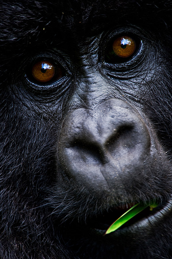 young gorila close up portrait in rwanda