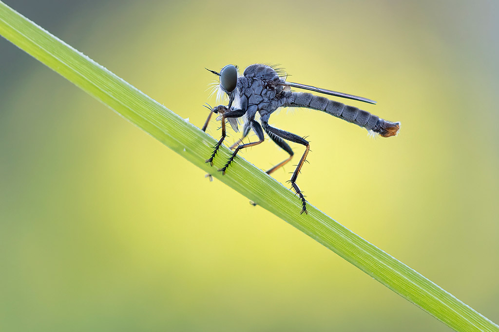 a common awl robberfly macro apoy 2023 ninth place