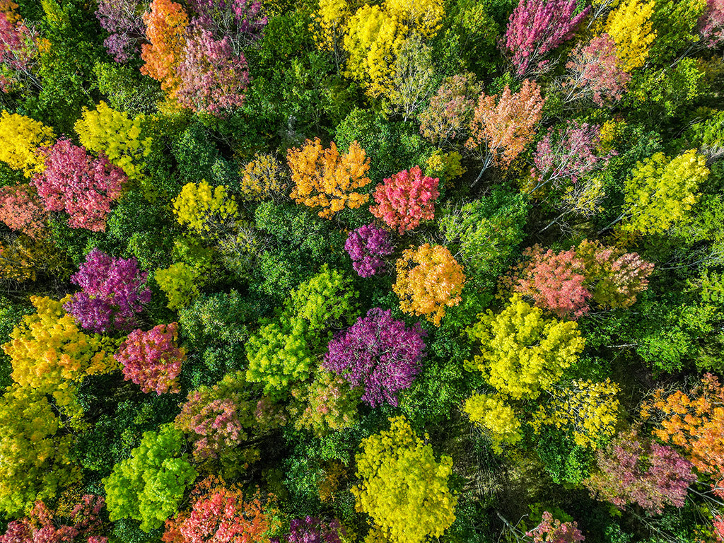 green orange and purple trees from above at Biss Wood, which is a nature reserve in Wiltshire