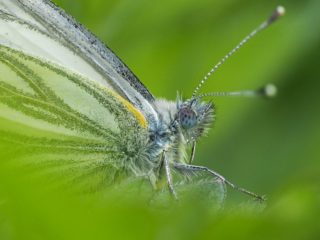 Close up of Green-Veined White Butterfly against an out of focus green background.