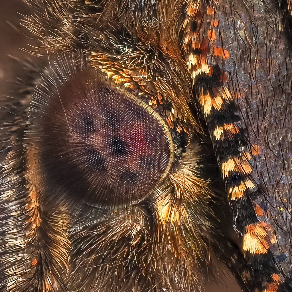 Close up of Peacock Butterfly's brownish eye and surrounding yellow and brown scales