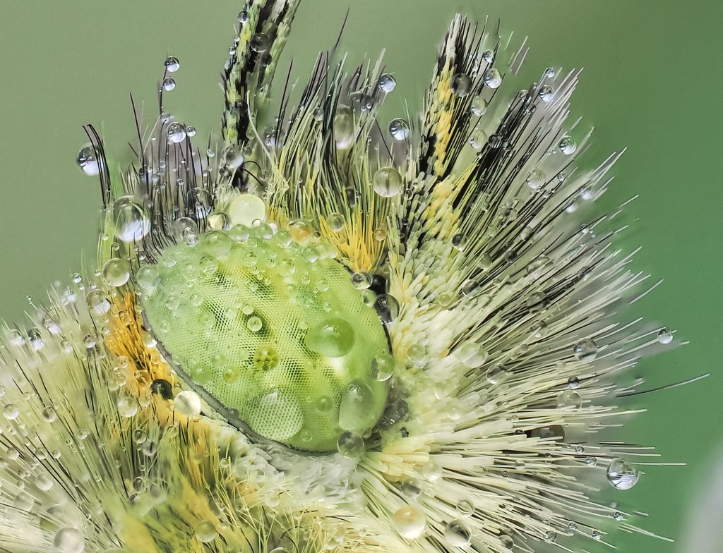 Close up of a Small White Butterfly's green eye and surrounding hairs covered in small water droplets.