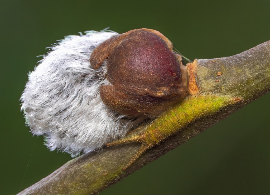 Close up of the Purple Emperor Butterfly's larva next to a small grey willow bud. 