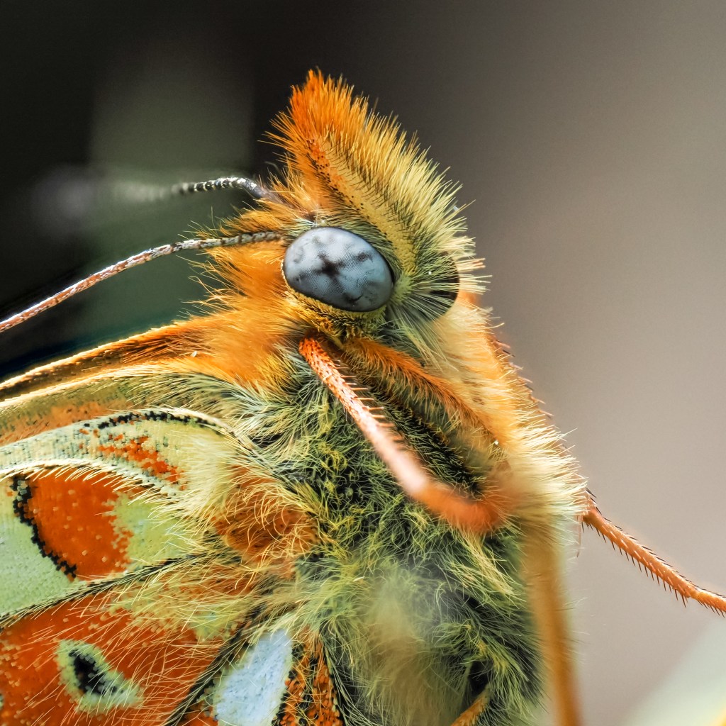 Close up of a Pearl-Bordered Fritillary Butterfly. It's scales are coloured red and pale greenish yellow the eye light blue with a dark x mark in it.