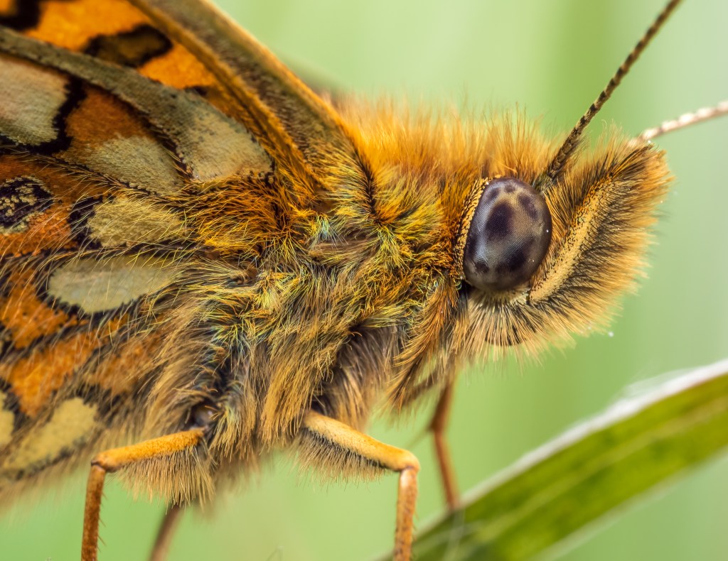 Close up of a Pearl-Bordered Butterfly resting on a grass blade, set against an out of focus green background