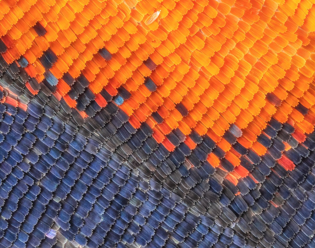 Close up of red and black scales of a Red Admiral Butterfly's wing.