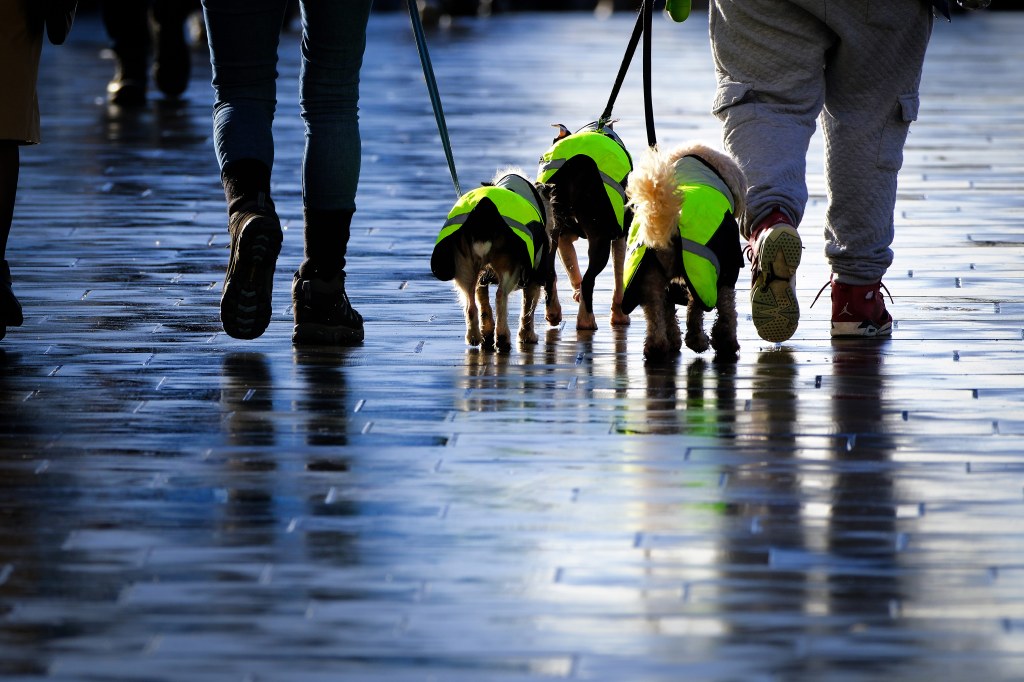 Three small dogs in high visibility coats walked by two people on wet sidewalk. Shot on Fujifilm X-H2S
