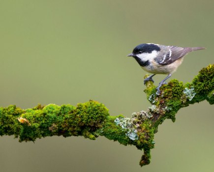 Ben Hall coal tit