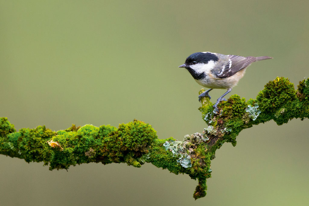 Ben Hall coal tit