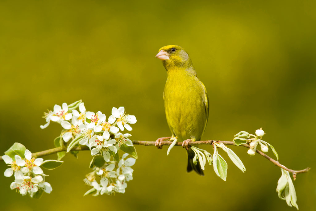 Ben Hall male greenfinch