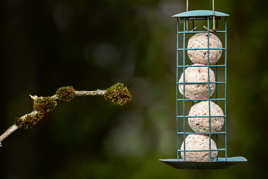 Ben Hall bird traffic