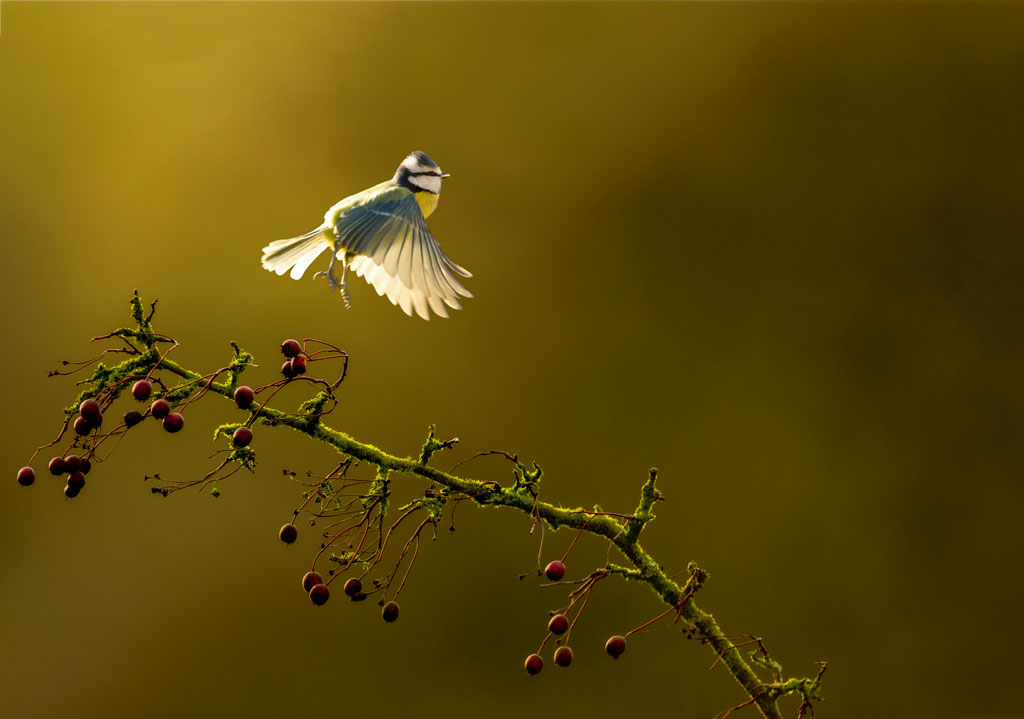 Ben Hall backlighting birds