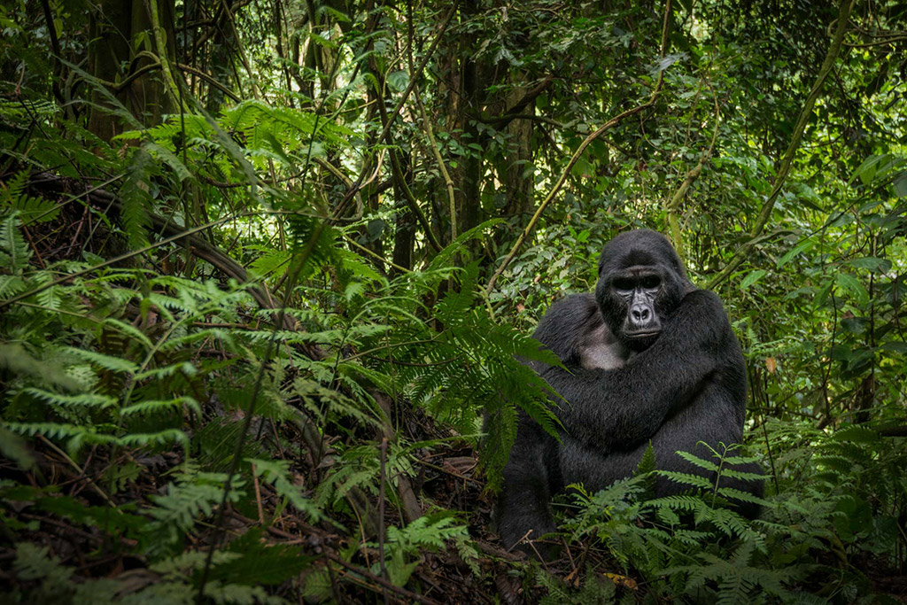 mountain gorillas in forest scene