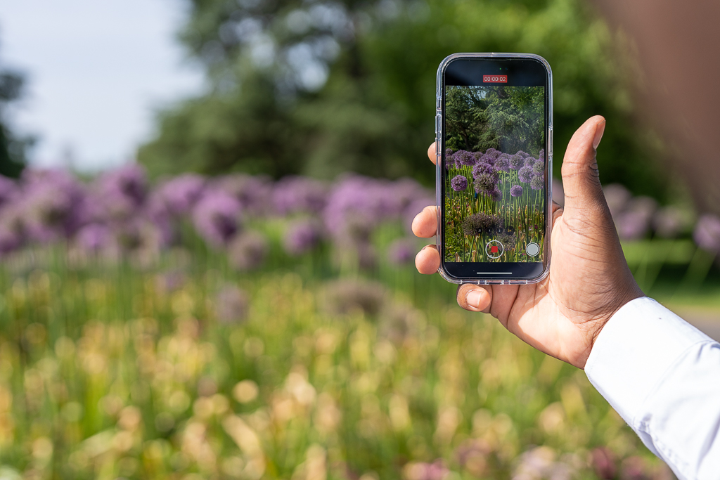 Handheld phone taking a video of flowers