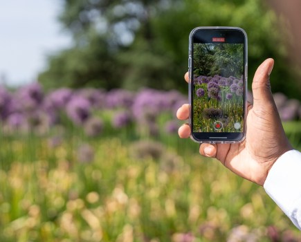 Handheld iphone taking a video of flowers