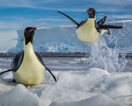 Wildlife photography, emperor penguins