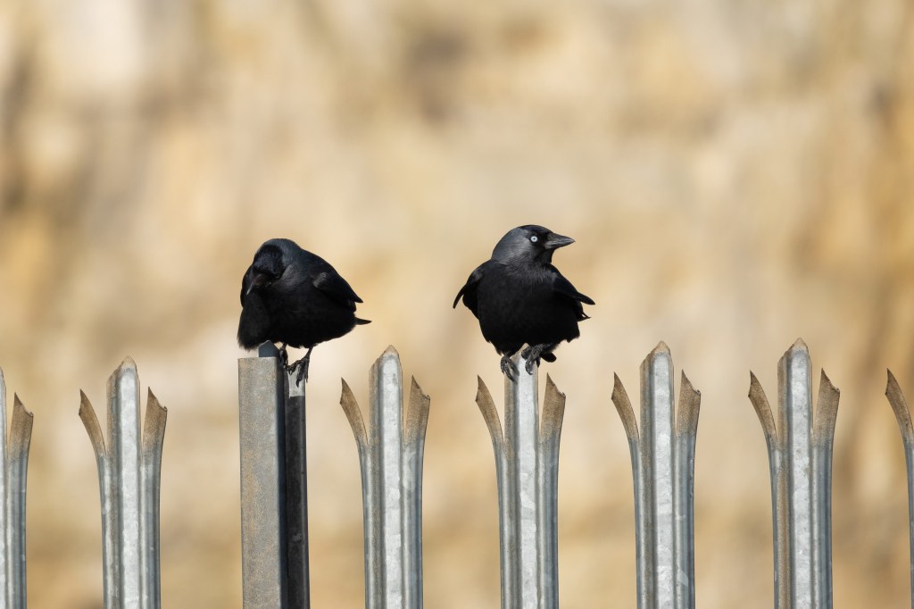 Two jackdaws perched on top of a fence, set against a cream coloured out of focus background