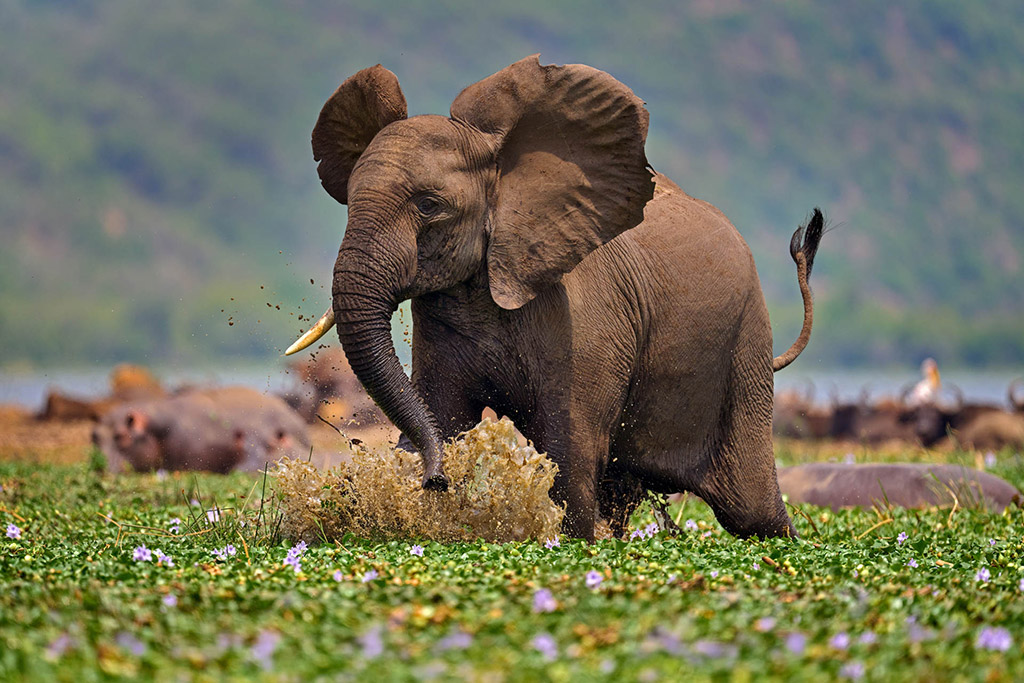 young elephant splashing water