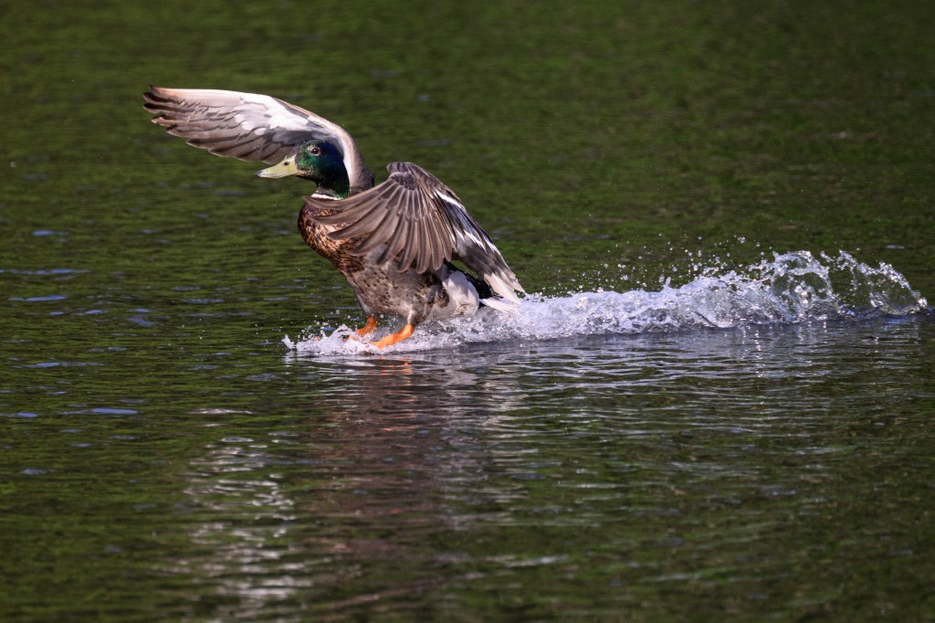 Nikon Z8 Mallard duck touchdown on water