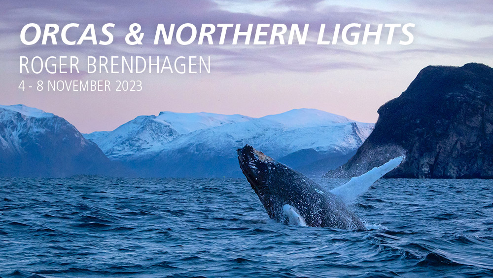 orcas and northern lights photography holiday graphic