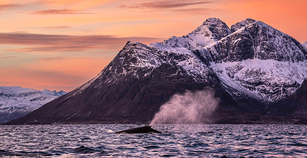 orca spraying at sunset in norway