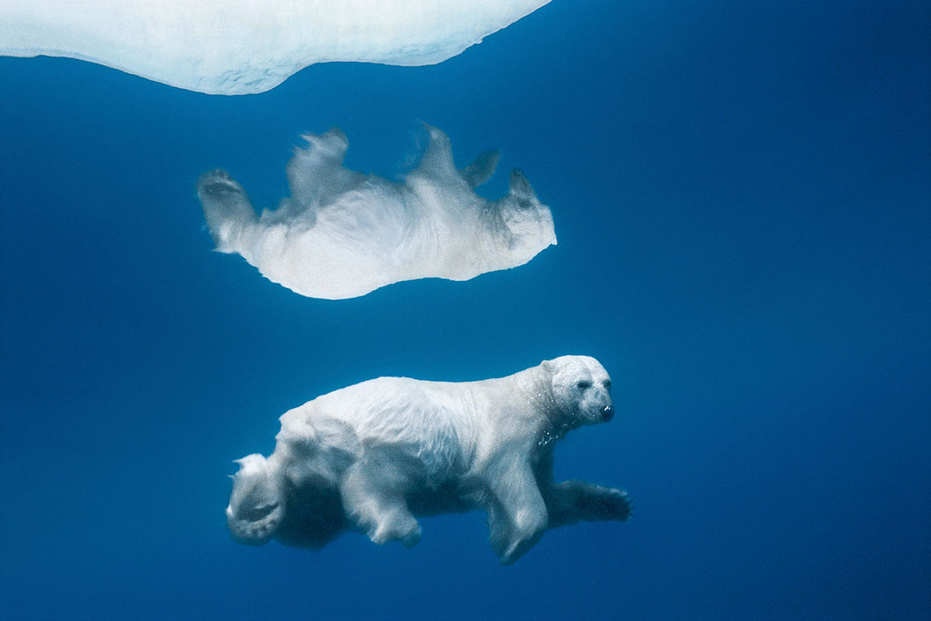 Wildlife photography, polar bear