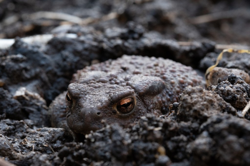 Close up of a brown toad emerging from muddy ground