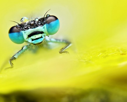 blue-tailed damselfly against green background young apoy 2023 macro round winner