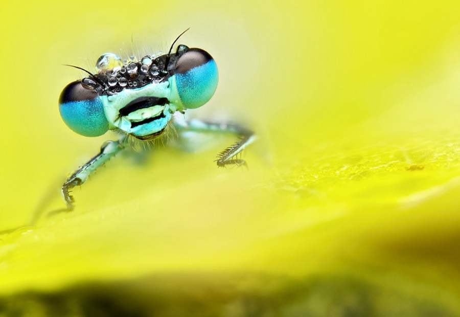 blue-tailed damselfly against green background young apoy 2023 macro round winner