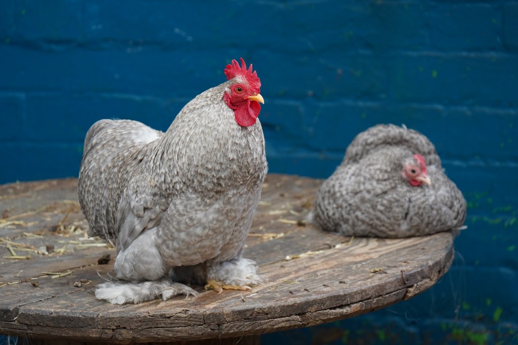 Chickens - photo Joshua Waller