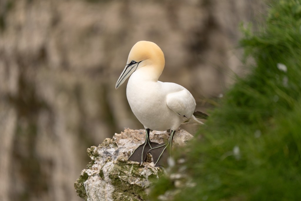 Photo of a Gannet with 50-400mm lens