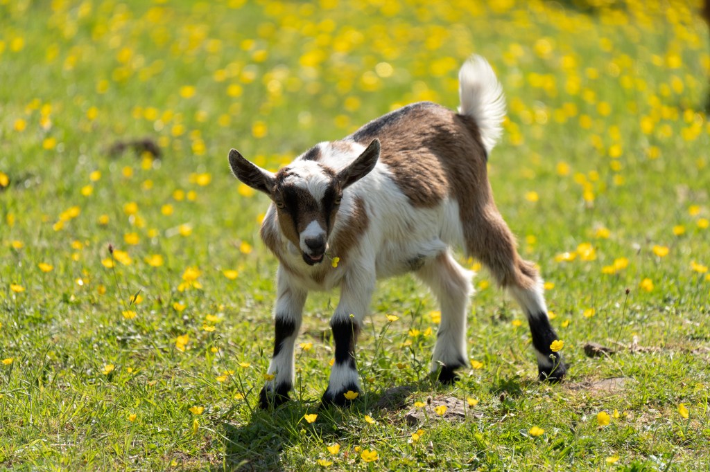 Baby goat. Photo (C) Joshua Waller
