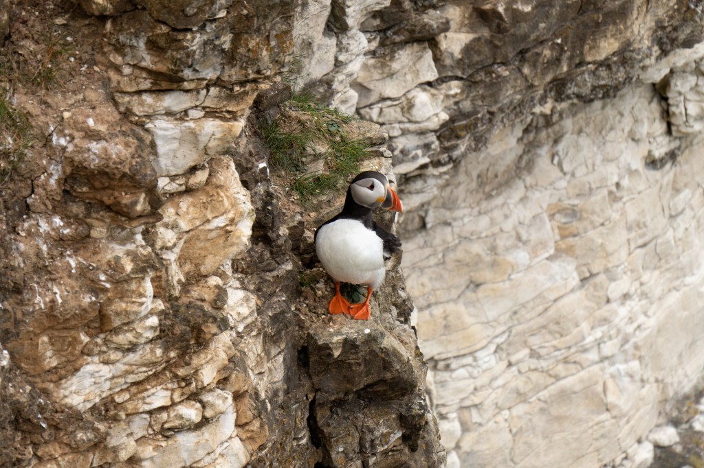 Puffin pic, cropped, (C) Joshua Waller