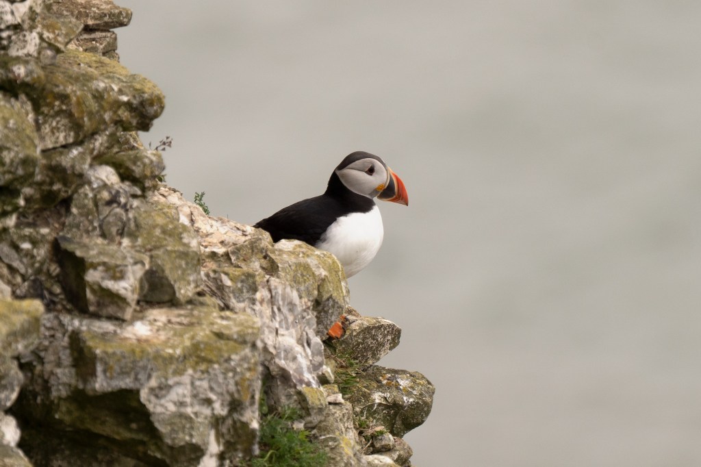 Puffin, cropped, Photo (C) Joshua Waller.