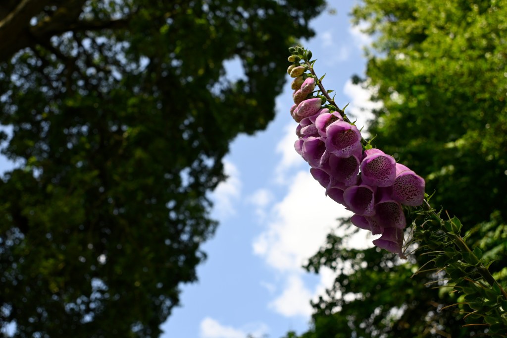Nikkor Z DX 12-28mm VR Lens test pink bell flowers against sky and trees as background