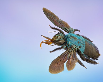 blue beetle flying action against blue and purple background macro portfolio