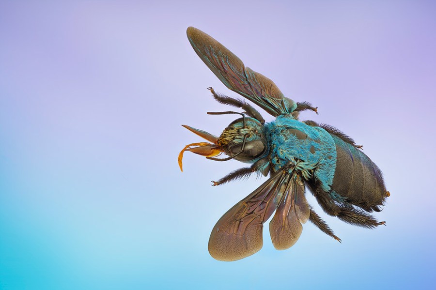 blue beetle flying action against blue and purple background macro portfolio