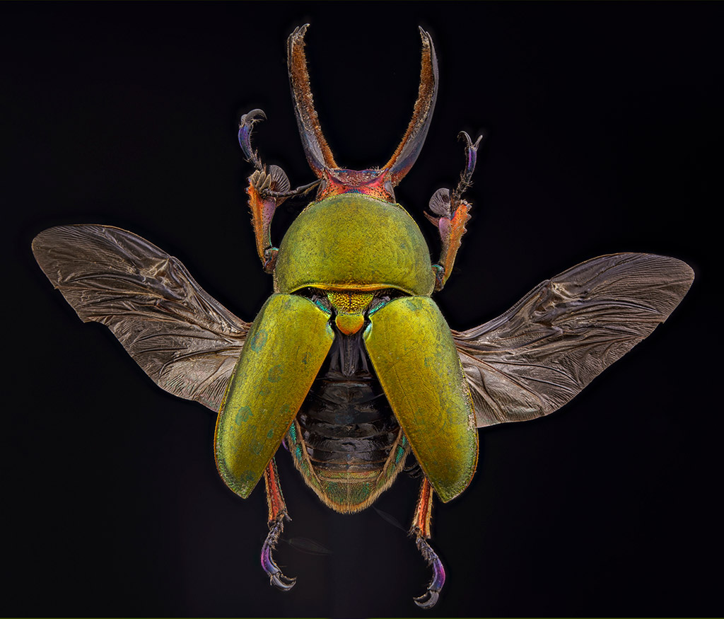 jewel stag beetle against black background for macro portfolio