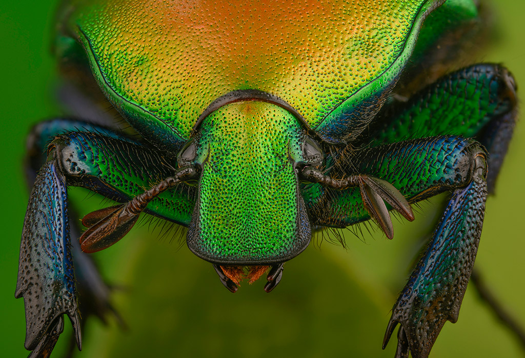 green beetle close up